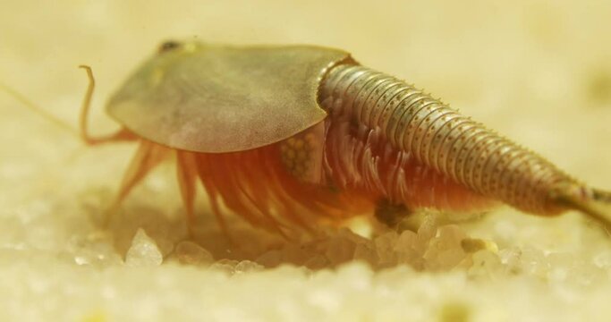 Triops longicaudatus, American tadpole shrimp, sifting through food.