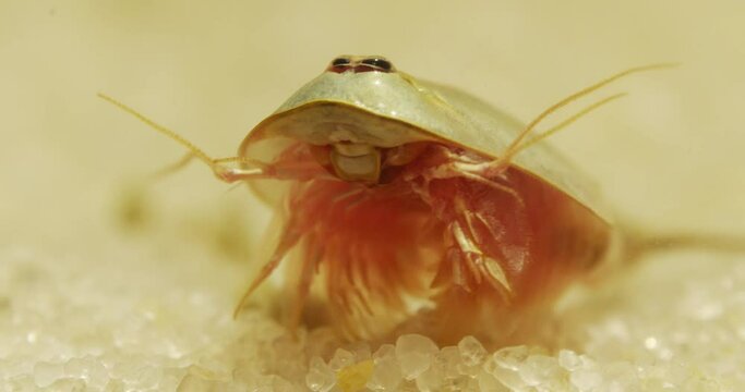 Triops longicaudatus, American tadpole shrimp, resting on sand, moving away.