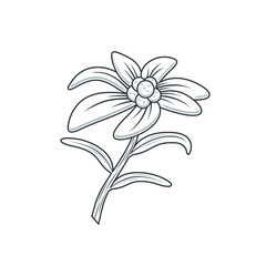 illustration of edelweiss, vector art.