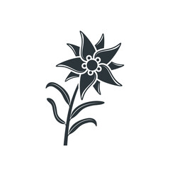 illustration of edelweiss, vector art.
