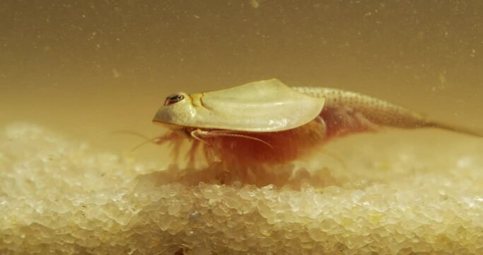 Triops longicaudatus, American tadpole shrimp, moving around on sand.