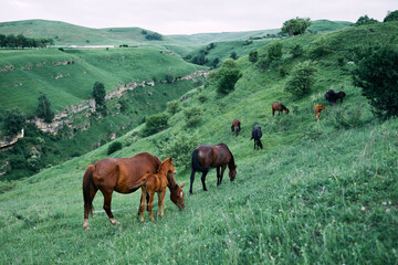 herd of horses in the field green grass animals landscape