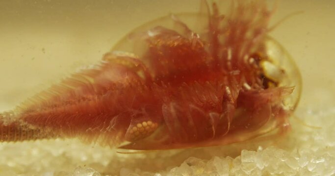 Triops longicaudatus, American tadpole shrimp, upside down, egg sacs visible.