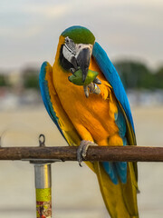 Blue and Yellow Macaw Bird standing on his perch on the Chaophraya river BKK Bangkok Thailand 