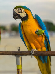 Blue and Yellow Macaw Bird standing on his perch on the Chaophraya river BKK Bangkok Thailand 