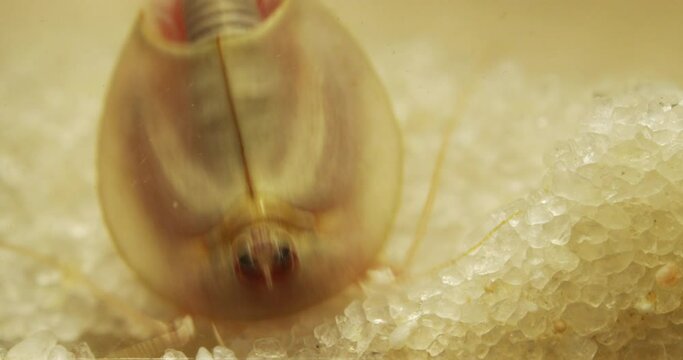 Triops longicaudatus, American tadpole shrimp, digging in sand.