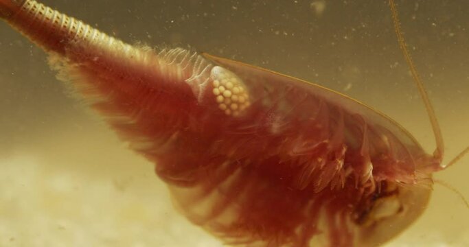 Triops longicaudatus, American tadpole shrimp, underside view, egg sac visible.