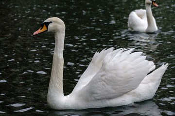 A graceful white swan swimming on a lake with dark water. The white swan is reflected in the water