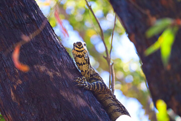 The lace monitor or tree goanna (Varanus varius) is a member of the monitor lizard family native to...