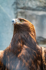 Portrait of Bird of prey Golden Eagle, Aquila chrysaetos
