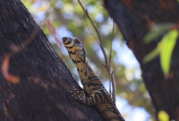 The lace monitor or tree goanna (Varanus varius) is a member of the monitor lizard family native to eastern Australia