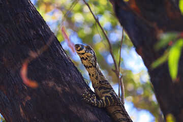The lace monitor or tree goanna (Varanus varius) is a member of the monitor lizard family native to...