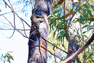 The lace monitor or tree goanna (Varanus varius) is a member of the monitor lizard family native to...