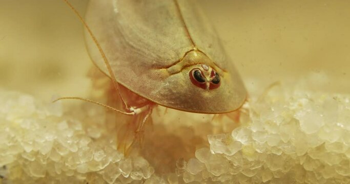 Triops longicaudatus, American tadpole shrimp, resting on sand, moves away.