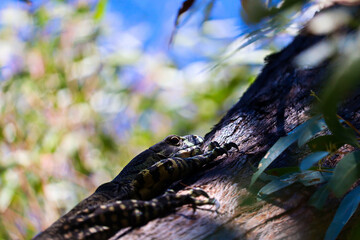 The lace monitor or tree goanna (Varanus varius) is a member of the monitor lizard family native to eastern Australia