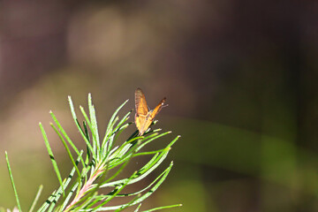 Common Brown Butterfly Heteronympha merope, perched on green leaf branch