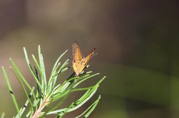 Common Brown Butterfly Heteronympha merope, perched on green leaf branch
