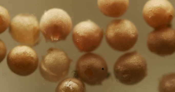 Triops longicaudatus, American tadpole shrimp, cluster of eggs underwater.