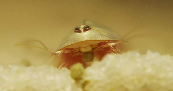 Triops longicaudatus, American tadpole shrimp, eating food.