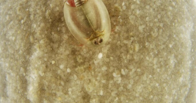 Triops longicaudatus, American tadpole shrimp, top view, moving around on sand.