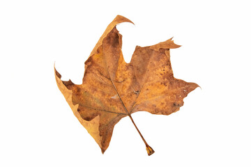 maple leaf on a white background