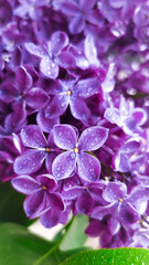 Color of the Year 2022, Very Peri, lilac bloom, copy space