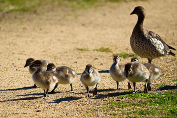 The Australian wood duck, maned duck or maned goose (Chenonetta jubata) is a dabbling duck found throughout much of Australia. Parent ducks and ducklings feeding in Australian wetlands.