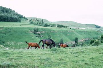 herd of horses in a field green grass landscape wilderness
