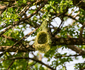 nest on tree