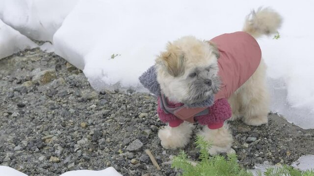 Lovable Little Puppy Sees Snow for the First Time and is Confused How to Play. Small Dog in Red Pet Sweater Looks Around at Winter Landscape