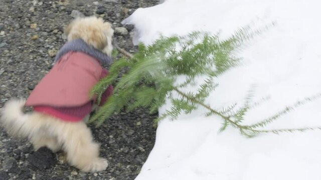 Cute Puppy Dog in Red Decides to Bring Home Her Own Christmas Tree This Year. Tiny adorable brown pet in warm sweater and jacket plays on white snow in the winter with a cedar branch in UHD