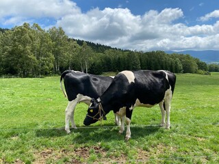 Hokkaido, cow