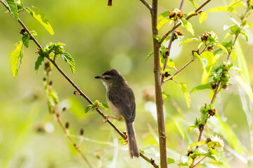 bird on a branch