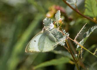 butterfly on a flower