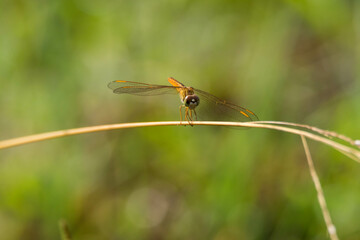 dragonfly on a leaf