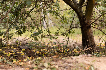 The apple tree has bent the branches from the abundance of apples, the apples fall to the ground. Russia, autumn. 