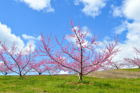 満開になった春の桃畑