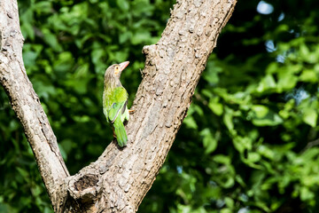yellow fronted barbet on a tree.