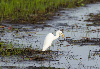 A Crain bird looking for food