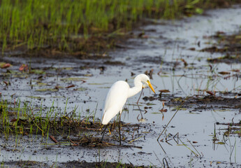 White crane on a paddyfield