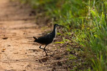 red winged blackbird