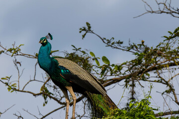 peacock on a branch