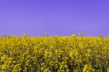 Agricultural field where breeding varieties of rapeseed are grown, yellow rapeseed plants.