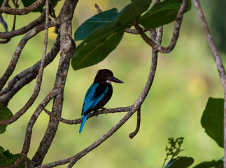 bird on a branch