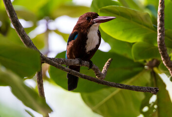 kingfisher on branch