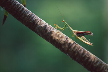 Hierodula patellifera on the tree.