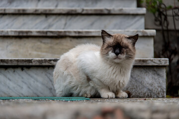Gatto Accovacciato sugli scalini in marmo nell'ingresso della casa di Campagna