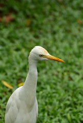 Ardea intermedia, The intermediate egret, median egret, smaller egret, or yellow billed egret is a medium sized heron. Ardea intermedia  plumifera Gould, or plumed egret is from eastern Indonesia.