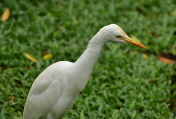 Ardea intermedia, The intermediate egret, median egret, smaller egret, or yellow billed egret is a medium sized heron. Ardea intermedia  plumifera Gould, or plumed egret is from eastern Indonesia.