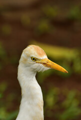 Ardea intermedia, The intermediate egret, median egret, smaller egret, or yellow billed egret is a...
